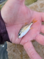 Haemulon flavolineatum