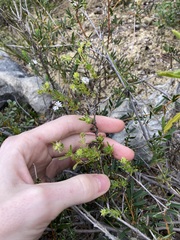 Opercularia spermacocea