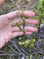 Opercularia spermacocea