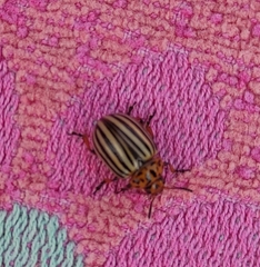 Leptinotarsa decemlineata