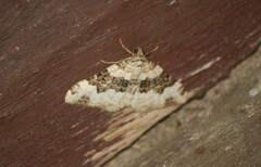 Epirrhoe galiata
