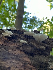 Crepidotus applanatus