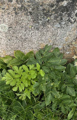 Angelica archangelica