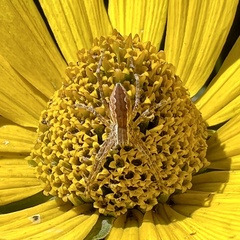 Pisaurina mira