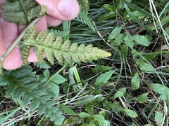 Dryopteris cristata