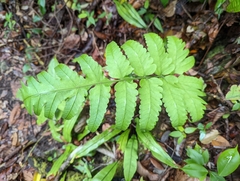 Pleocnemia irregularis