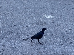 Quiscalus major westoni