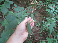 Achyranthes japonica