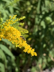 Perdita octomaculata