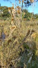 Tagetes