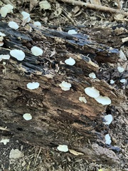 Crepidotus applanatus