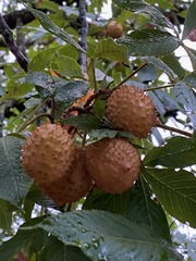 Aesculus