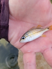 Haemulon flavolineatum