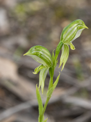 Pterostylis smaragdyna