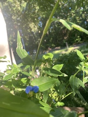 Commelina erecta