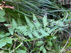 Dryopteris cristata