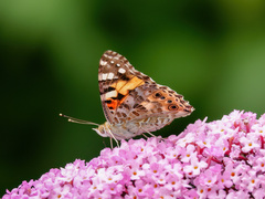 Vanessa cardui