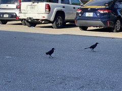 Quiscalus major westoni