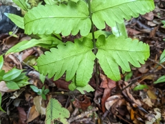 Pleocnemia irregularis