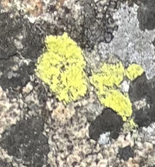 Candelariaceae