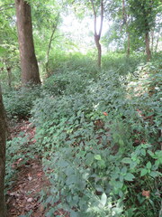 Achyranthes japonica