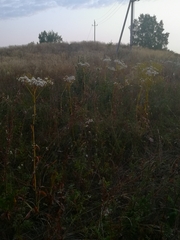 Senecio doria
