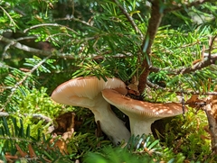 Russula fragrantissima