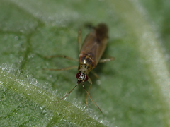 Dicyphus pallidus