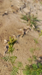 Tagetes