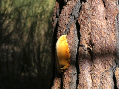 Cryptoporus volvatus