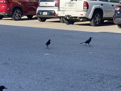 Quiscalus major westoni