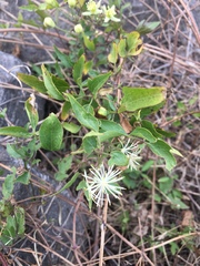 Clematis montevidensis