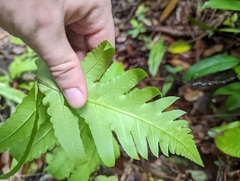 Pleocnemia irregularis