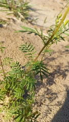 Tagetes