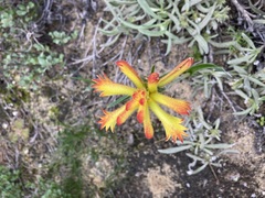 Anigozanthos humilis