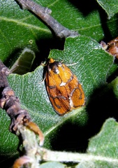 Ptycholoma lecheana