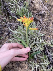 Anigozanthos humilis