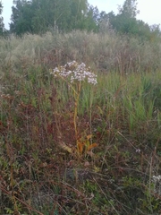 Senecio doria
