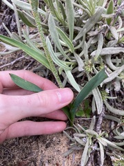 Anigozanthos humilis