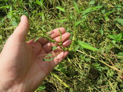Amaranthus spinosus