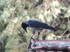 Corvus cornix