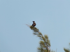 Corvus cornix