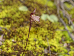 Cyrtostylis reniformis