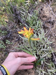 Anigozanthos humilis