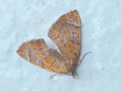 Eulithis testata