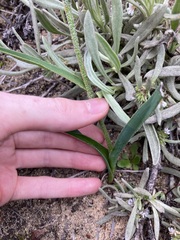 Anigozanthos humilis