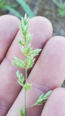 Eragrostis secundiflora