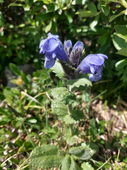 Dracocephalum grandiflorum