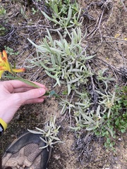 Anigozanthos humilis