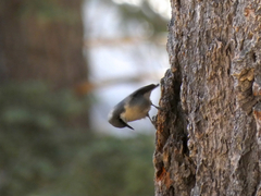 Sitta pygmaea